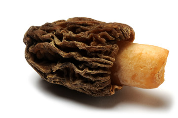 غوشنة Smrž Spugnole גמצוץ Morkel Cagarrias Morchelle Spugnola Morel Colmenillas Morchella Morels Morillas アミガサタケ属 羊肚菌 Сморчок Morielje Ízletes kucsmagomba Morcheln Zbârciog