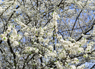 cherry tree flowers