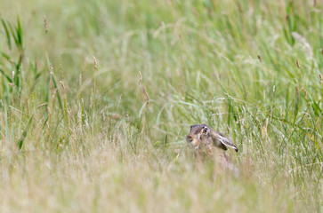 Rabbit in high grass
