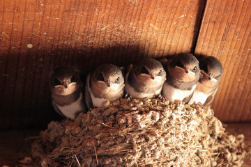 ツバメの若鳥