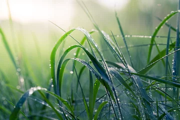 Fotobehang Dewdrops on blades of grass © JonikFoto.pl