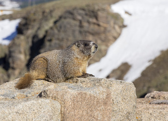 Marmot in Rocky Mountains National Park, Colorado