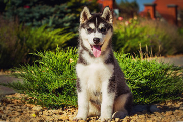Portrait of a Siberian Husky puppy walking in the yard. One Little cute puppy of Siberian husky dog outdoors © voltgroup