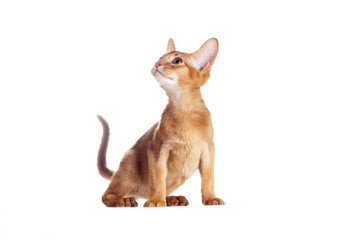 Abyssinian kitten looking