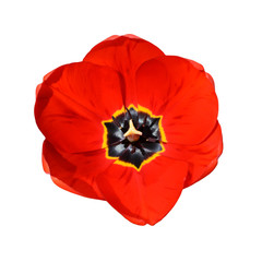 red flower isolated on white background