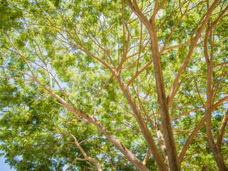 nature green wood tree backgrounds