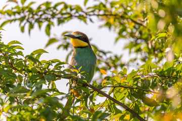 European bee-eater (Merops apiaster) looking from inside a tree