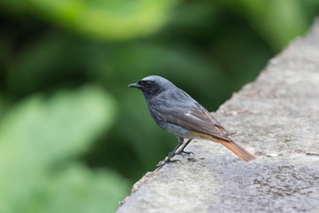 Black redstart (Phoenicurus ochruros) male is looking in camera from a spring foliage.
