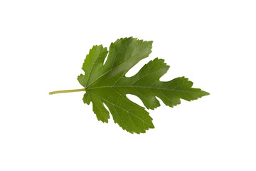 Mulberry (Morus nigra) leaf isolated on a white background.