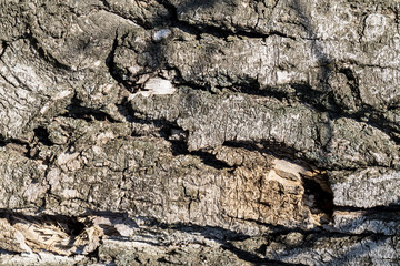 Fototapeta premium Bark of tree