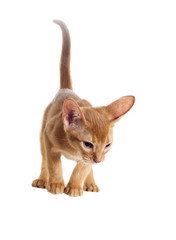 Abyssinian kitten looking