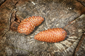 Fir Cones on the Stump