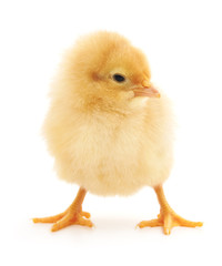 Obraz premium Mały kurczak.