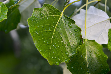 капли росы на листе дерева осина