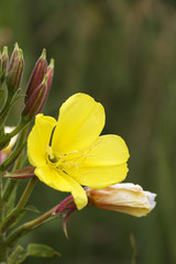 Fototapeta premium Evening primrose (Oenothera erythrosepala); flower and buds