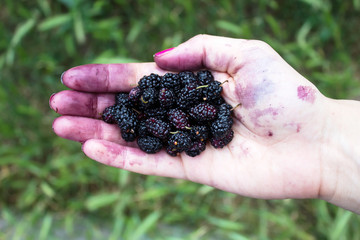 Handful of ripe wild black mulberries on a background of green g
