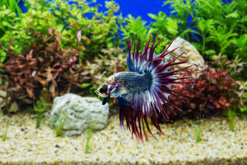 Obraz premium Siamese fighting fish with green plants
