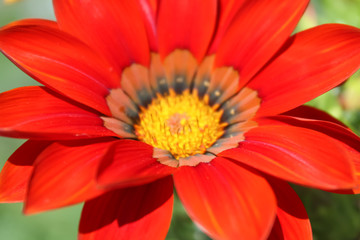 Red Gazania macro