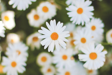 Obraz premium White Daisies