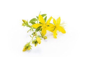 St. John's Wort , Natural Antibiotic, Antidepressant and Anti rh