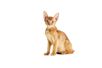 Abyssinian kitten looking