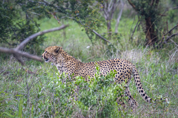 Cheetah in Kruger National park, South Africa