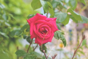 Red rose blossom