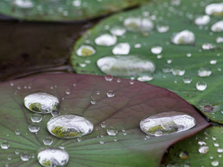 Gotas de agua sobre hojas en un lago © Felix Hidalgo