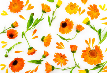 Flat lay composition with flowers calendula on white background. - obrazy, fototapety, plakaty