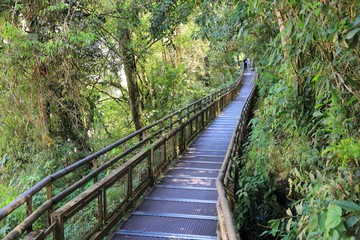 Argentina jungle hike - Iguazu