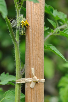 pied de tomate en fleur attach&eacute; par du raphia &agrave; un tuteur en bois 