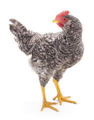 Grey cock.