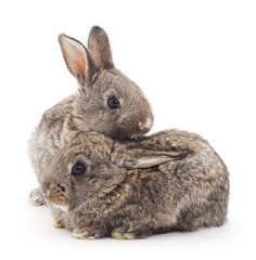 Baby rabbits.