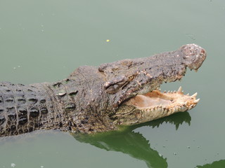 crocodile with open mouth in water close-up