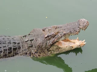 Photo sur Plexiglas Crocodile crocodile avec la bouche ouverte dans l& 39 eau en gros plan