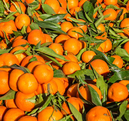 Mandarins, tangerines fruits bunch with leafs in Tanger market,