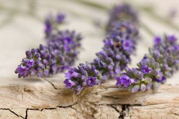 Obraz na płótnie Canvas Fresh lavender flowers