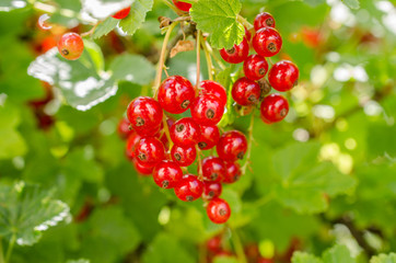 Rote Johannisbeere am Strauch 