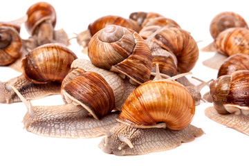 some snails crawling on a white background closeup
