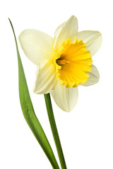 Fototapeta na wymiar Narcissus