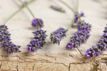 Fresh lavender flowers