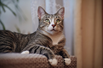 Naklejka na ściany i meble Striped cat of a gray color with white paws