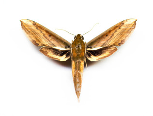 Obraz premium Sphingidae isolated on white background.
