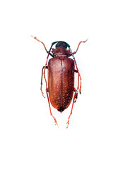Longhorn beetle or cerambycidae isolated on white background.