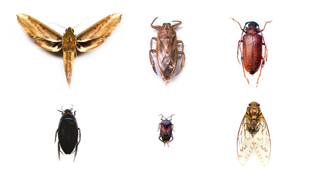 Collection of insects on isolated white background.