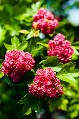 shrub with pink flowers