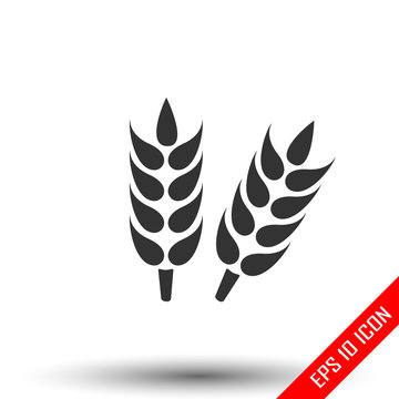 Ears of wheat. Growing ears icon. Simple flat logo of wheat ears on white background. Vector illustration.