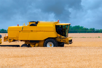 Fototapeta premium Harvester combine harvesting wheat on cloudy summer day