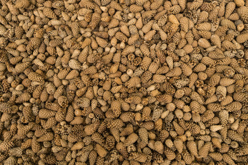 Many fir cones arranged as a structured background
