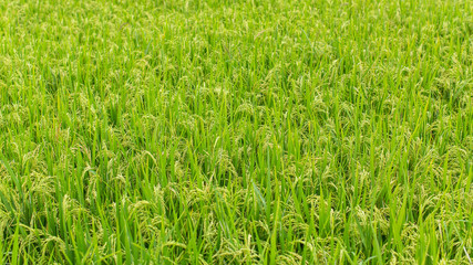 Panorama of green rice fields.